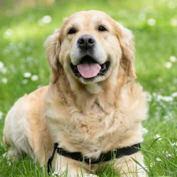 Chewy.talk Independent Pet Health Review | March 2026 Chewy.talk Independent Pet Health Review | March 2026